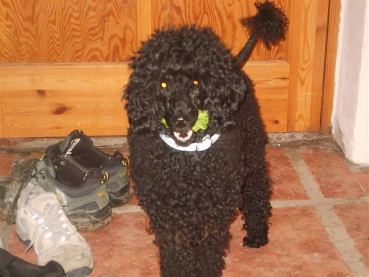 Dværgpuddel Ricco - Det er min! billede 2