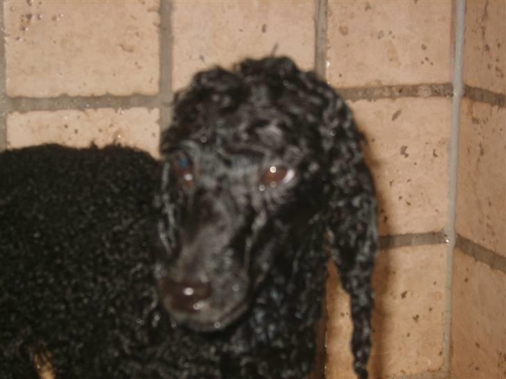 Dværgpuddel Ricco billede 3