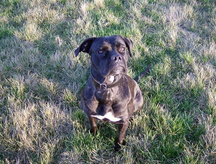 Cane corso Molly billede 14