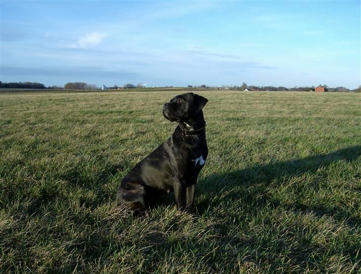 Cane corso Molly billede 15