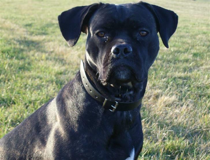 Cane corso Molly - Det seneste nye der blev taget af hende.. <3 billede 16