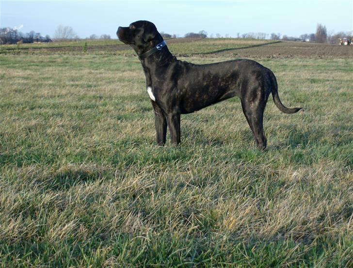 Cane corso Molly billede 17
