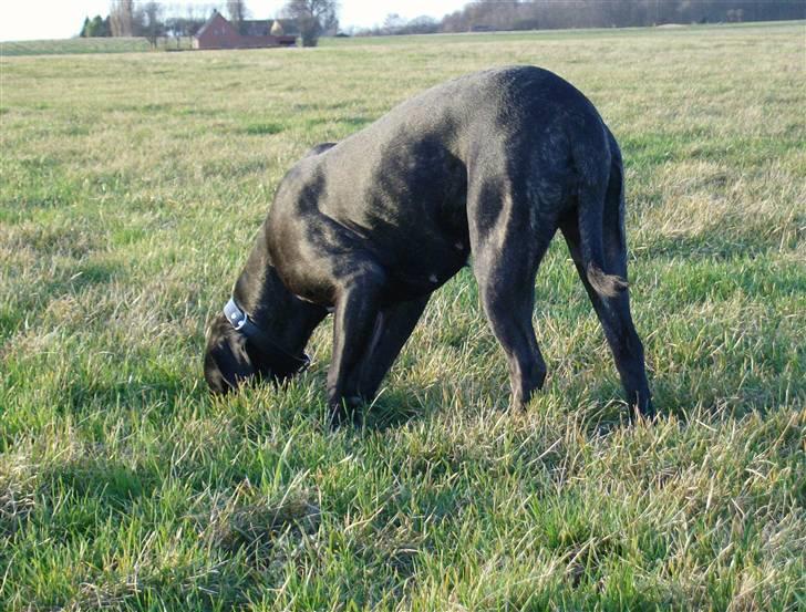 Cane corso Molly billede 18