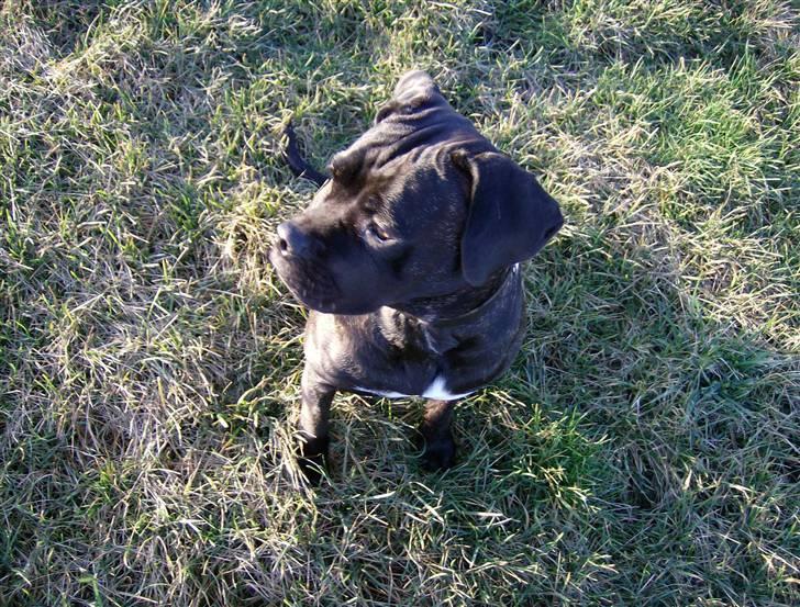 Cane corso Molly billede 19