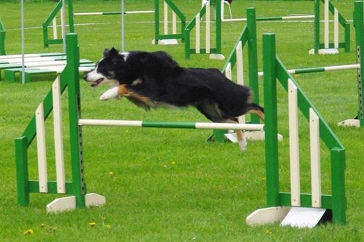 Border collie Maddie, stambogsnavn Emma (RIP 2020) - Kommende agility stjerne billede 22