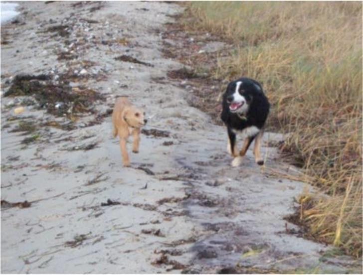 Border collie Maddie, stambogsnavn Emma (RIP 2020) - En fræsetur på stranden er herligt billede 32