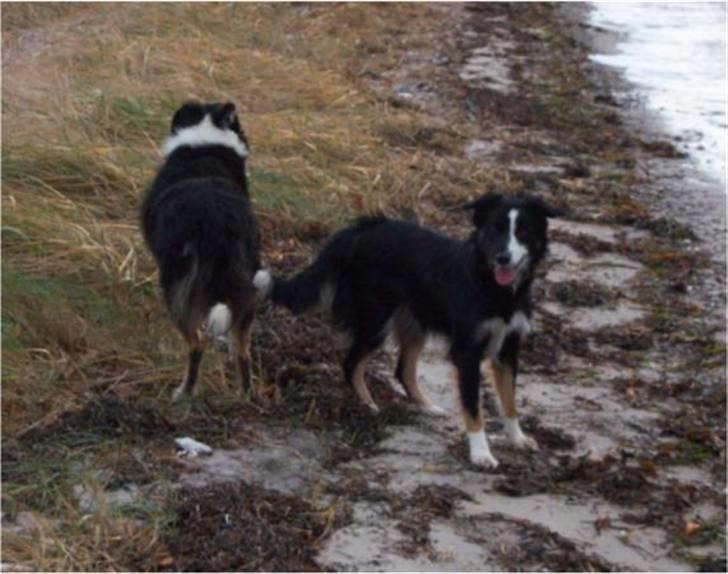 Border collie Maddie, stambogsnavn Emma (RIP 2020) - og sammen med far billede 31