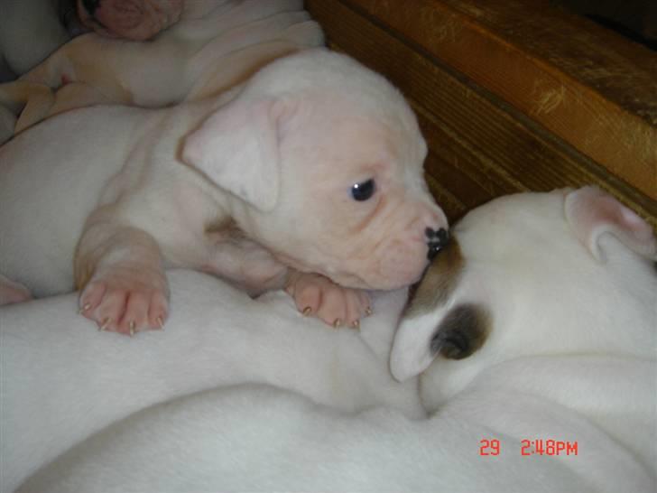 Amerikansk bulldog Amanda billede 18