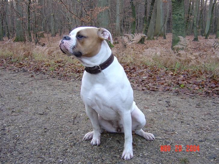 Amerikansk bulldog Jolli billede 10