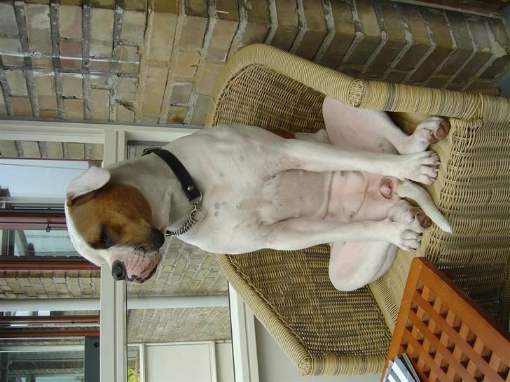 Amerikansk bulldog Jolli billede 11