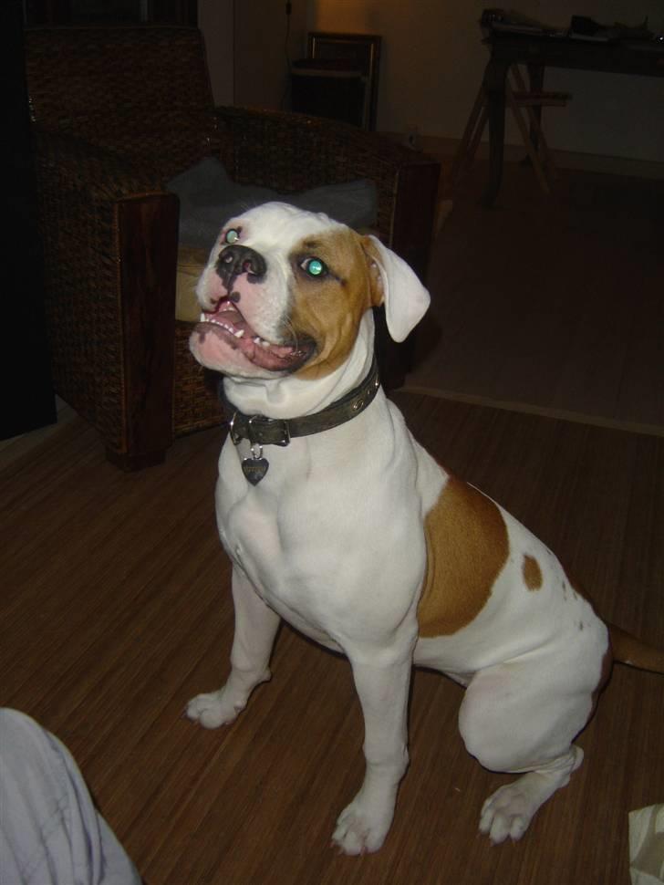 Amerikansk bulldog Jolli billede 12