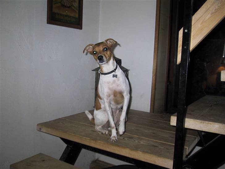 Dansk svensk gaardhund Angel billede 1