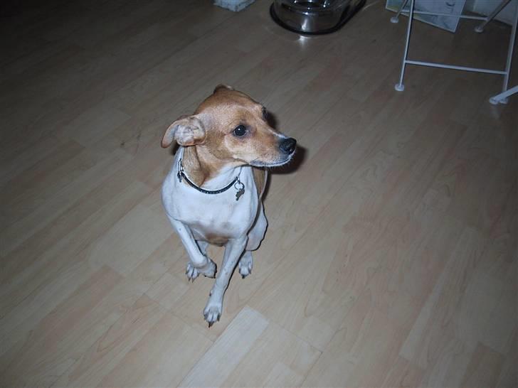 Dansk svensk gaardhund Angel billede 2