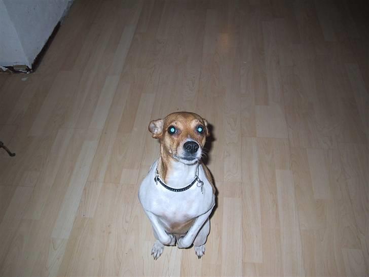 Dansk svensk gaardhund Angel - sidder jeg ikke bare fint sådan her?? :) billede 3