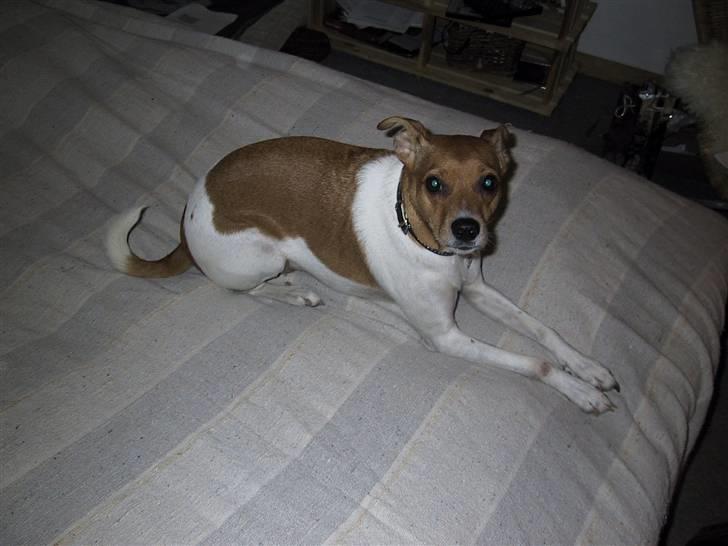 Dansk svensk gaardhund Angel billede 4