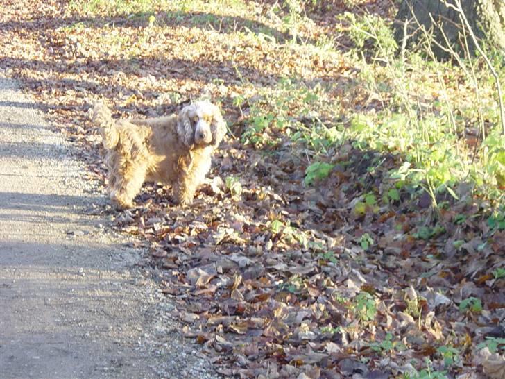 Cocker spaniel Bastian - Elsker at komme i skoven billede 9