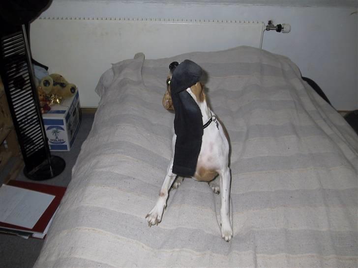 Dansk svensk gaardhund Angel - Jeg skal gi´ den ska´ jeg.... billede 5