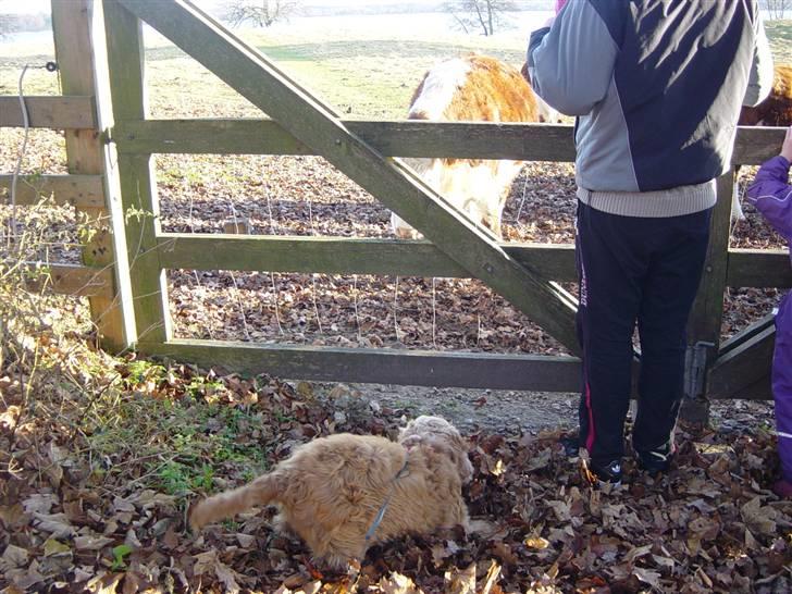 Cocker spaniel Bastian - Tyrkalven kan ikke lide jeg vuffer billede 10