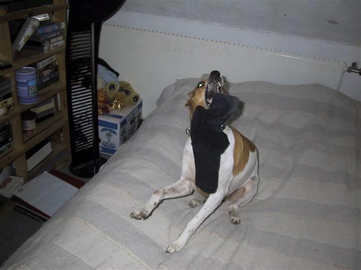 Dansk svensk gaardhund Angel - hjælp moar... sokken angriber mig... billede 6