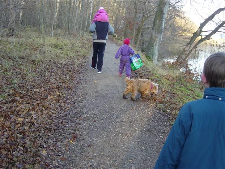 Cocker spaniel Bastian - Øv jeg må ikke komme i søen mor og far siger det er forkoldt øv vuf billede 11