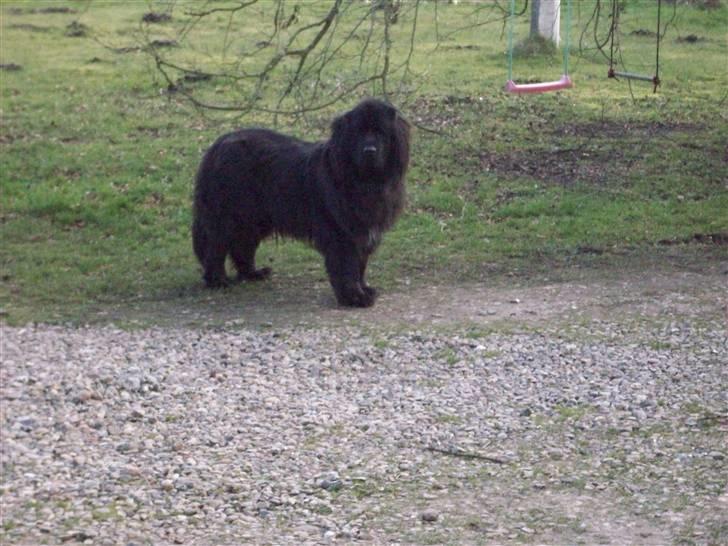 Newfoundlænder Ronja <'3 - sover duu ? <33 billede 6