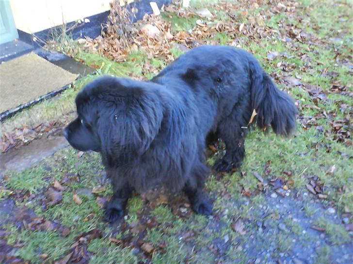 Newfoundlænder Ronja <'3 billede 7