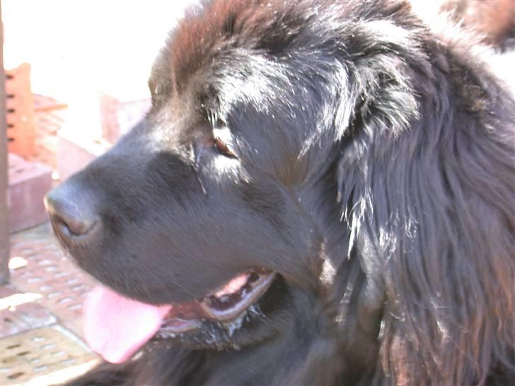 Newfoundlænder Ronja <'3 billede 8