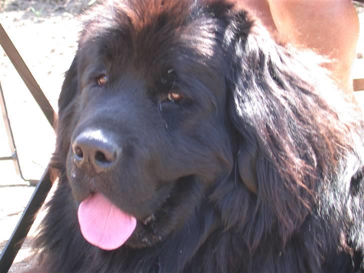 Newfoundlænder Ronja <'3 billede 9