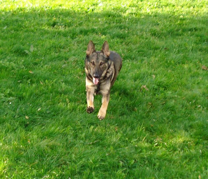 Schæferhund Zacho - beklager at der mangler billeder, lægger flere ind i morgen, com vil ikke lægge dem ind?? billede 1