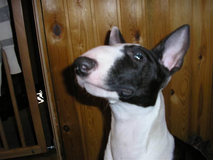 Bullterrier Karma billede 18