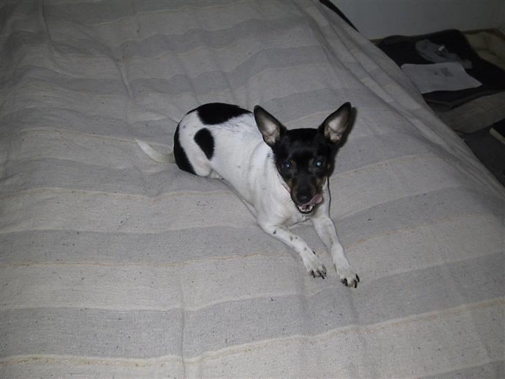 Dansk svensk gaardhund Sille billede 1