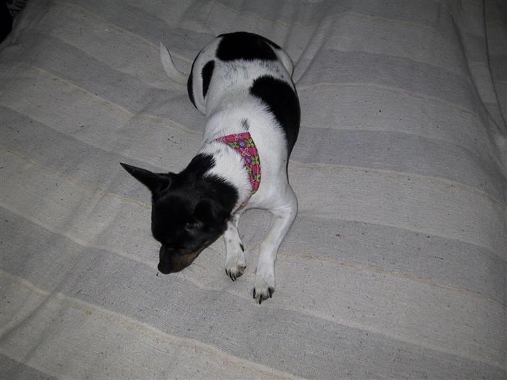 Dansk svensk gaardhund Sille billede 3