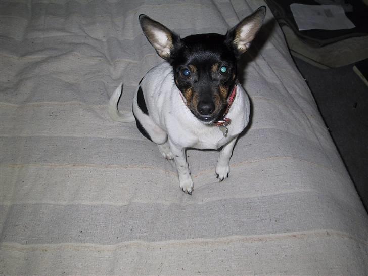 Dansk svensk gaardhund Sille billede 4