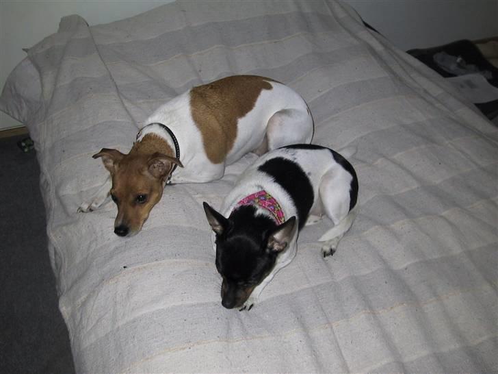 Dansk svensk gaardhund Sille billede 5