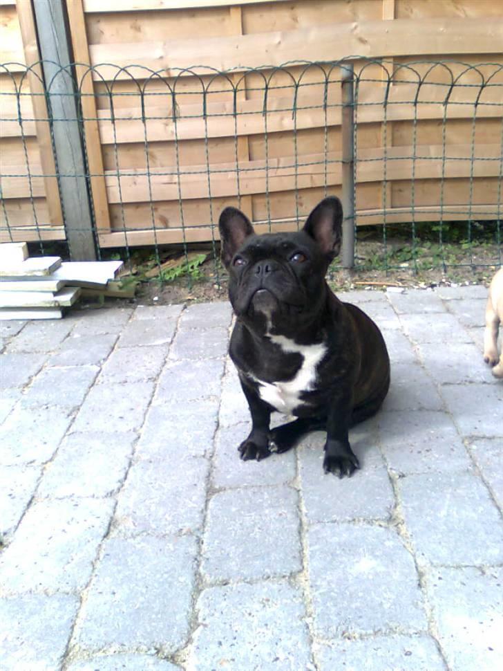 Fransk bulldog Lilo *RIP* - smukke lille Lilo!!! billede 1