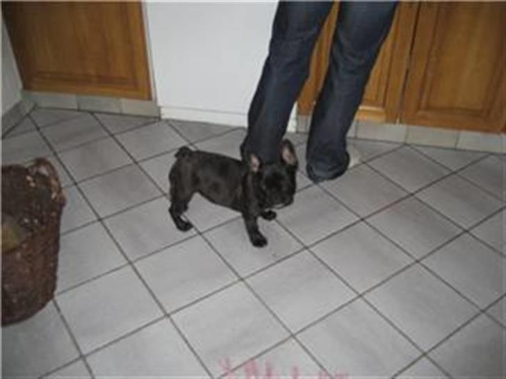 Fransk bulldog Lilo *RIP* - else billede 2