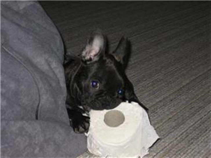 Fransk bulldog Lilo *RIP* - toilet papir billede 3