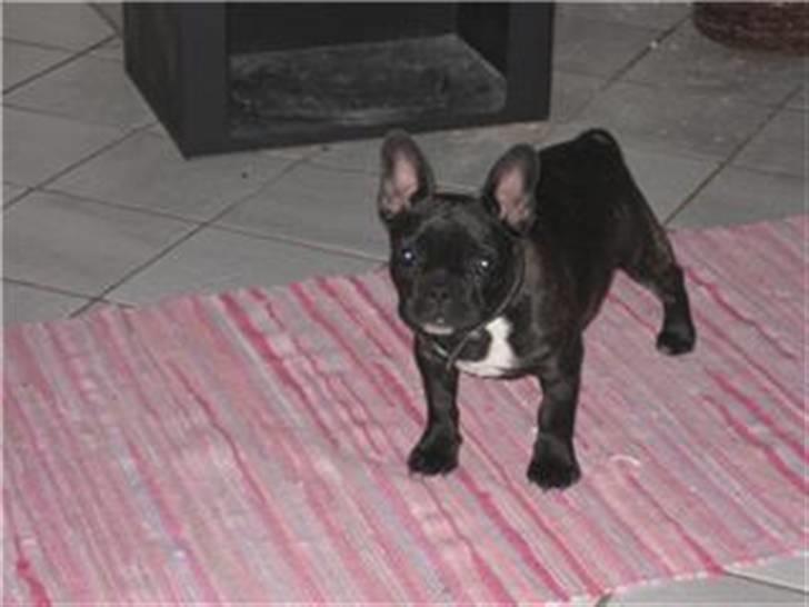 Fransk bulldog Lilo *RIP* - lilse billede 4