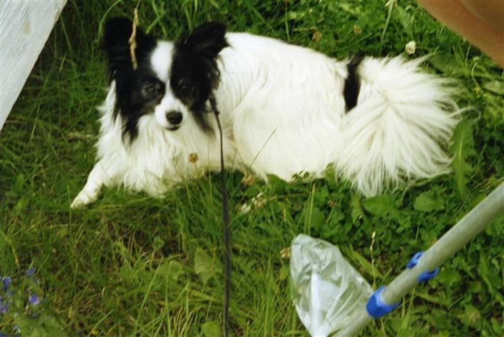 Papillon Mozart *Himmelhunden* <3 billede 1