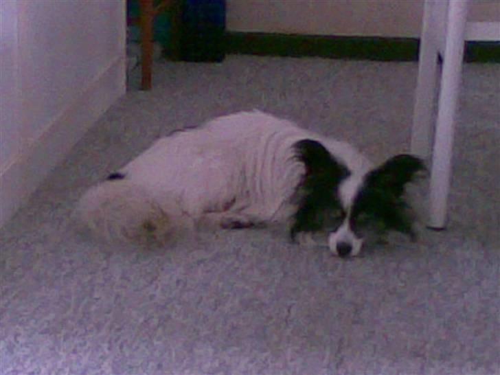 Papillon Mozart *Himmelhunden* <3 billede 2