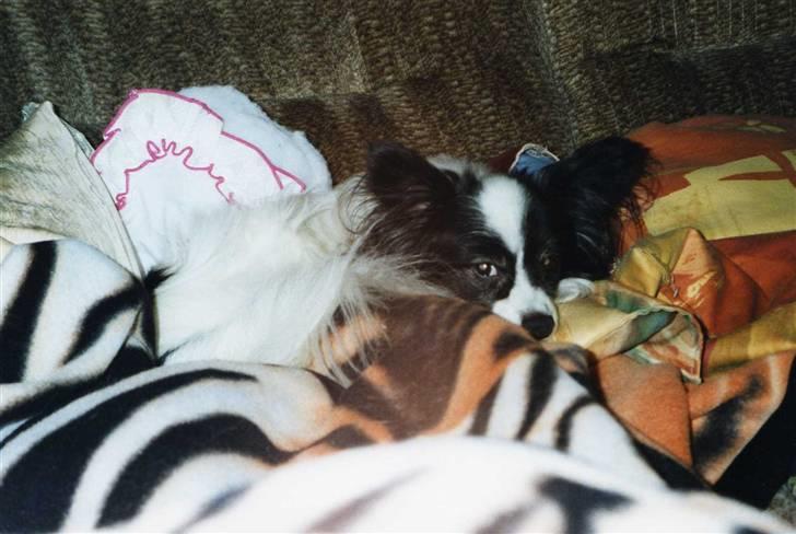 Papillon Mozart *Himmelhunden* <3 billede 3