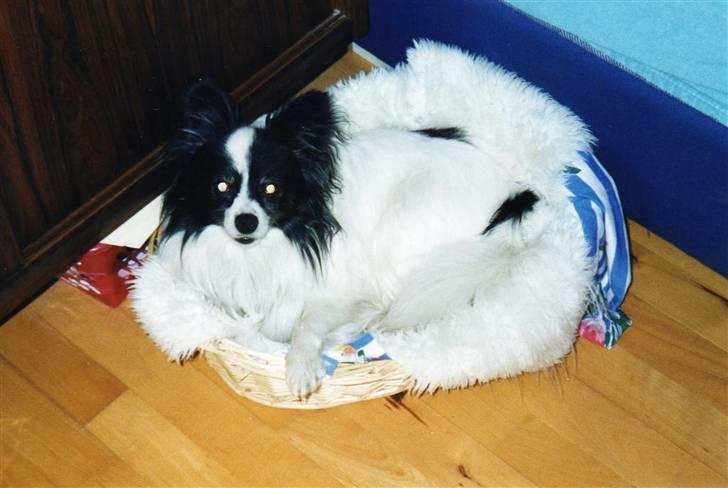 Papillon Mozart *Himmelhunden* <3 billede 4