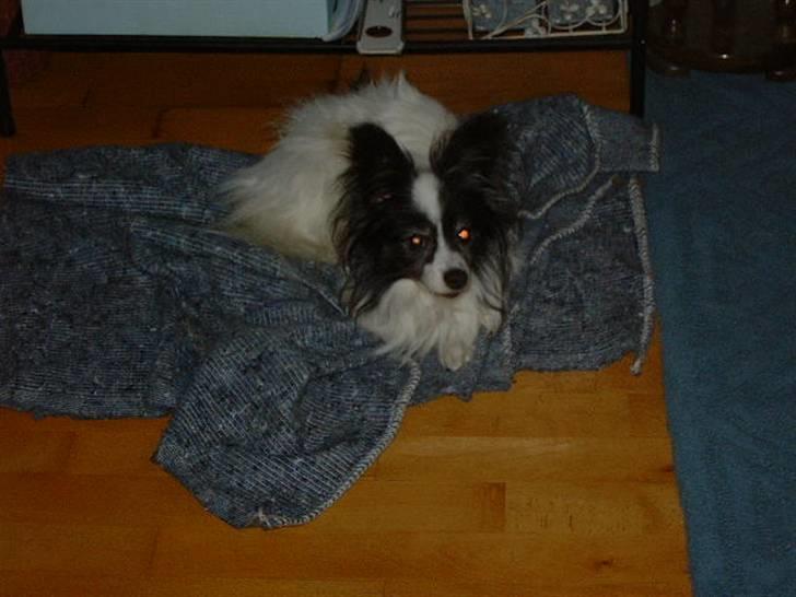 Papillon Mozart *Himmelhunden* <3 billede 5