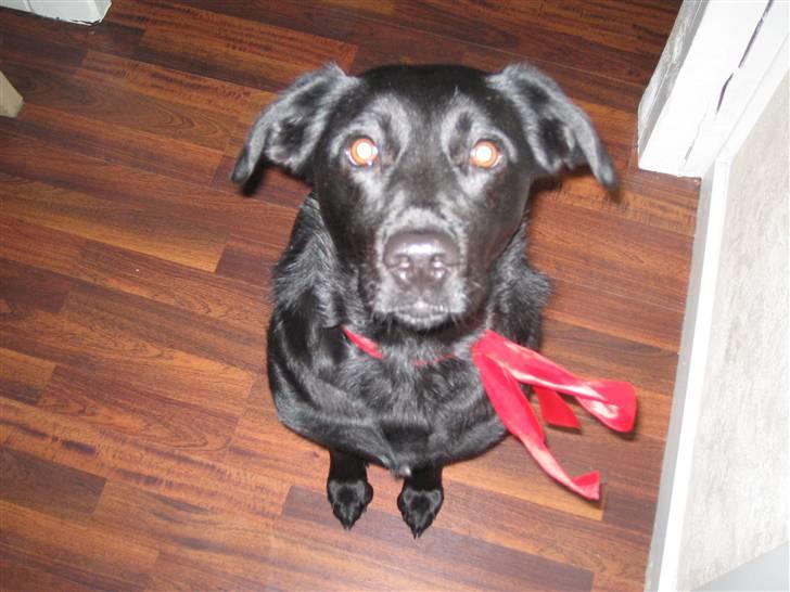 Labrador retriever Dixi - Meget fotogen billede 1