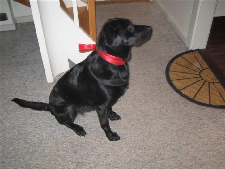 Labrador retriever Dixi billede 2