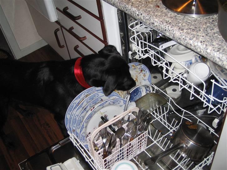 Labrador retriever Dixi - Dixi hjælper til med husholdningen og skyller af efter maden billede 3