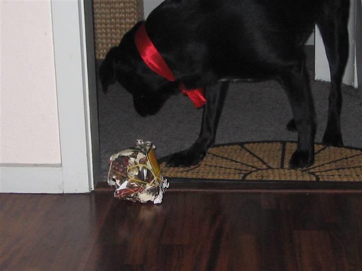 Labrador retriever Dixi - Åbner julegaver billede 4