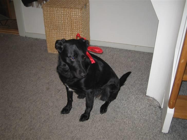 Labrador retriever Dixi billede 5