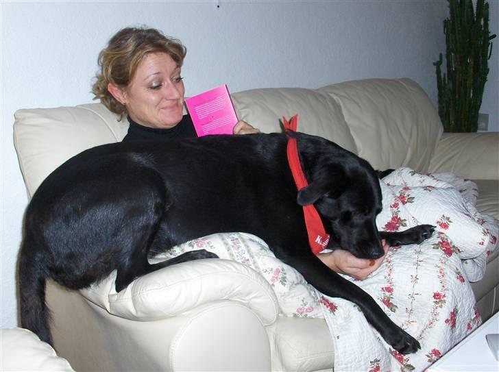 Labrador retriever Dixi - Jep. Dixi tror selv hun er en skødehund billede 6