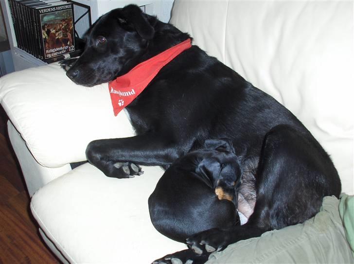 Labrador retriever Dixi - Sally og Dixi - De bedste venner billede 7